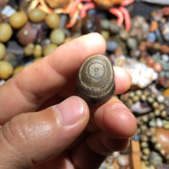 石材虎皮纹眼睛石