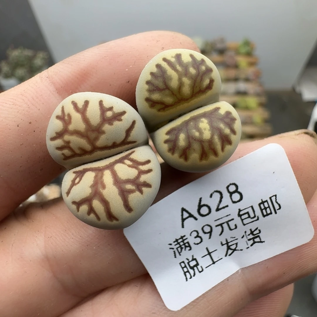 628多肉哈哈哈哈哈哈哈