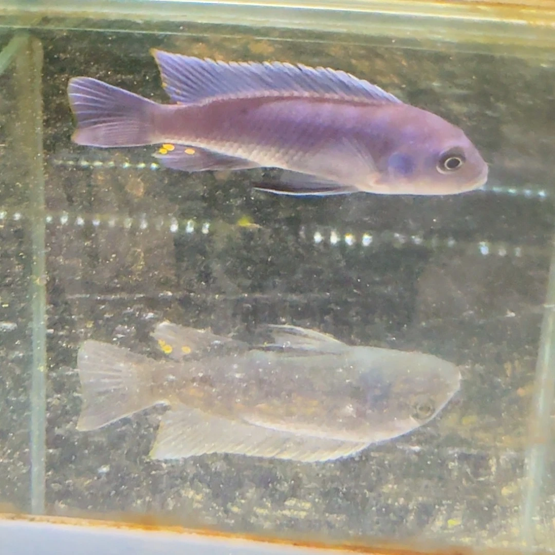 K***k海水1219。