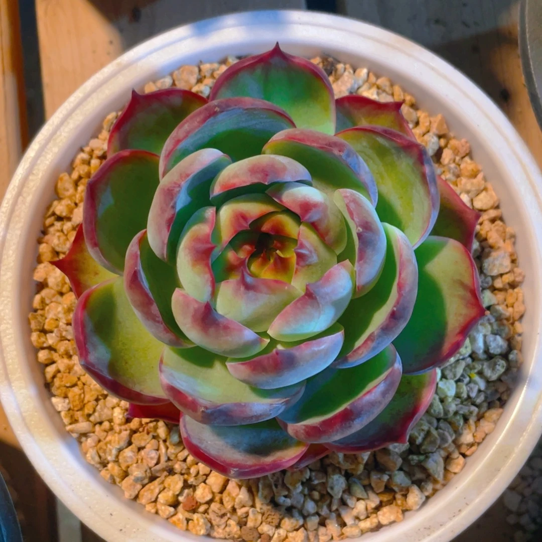 惊鸿多肉植物一棵