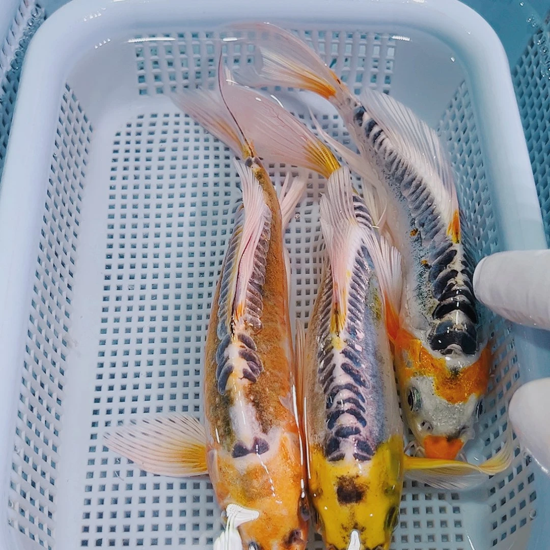 锦鲤锦鲤冷水鱼观赏123