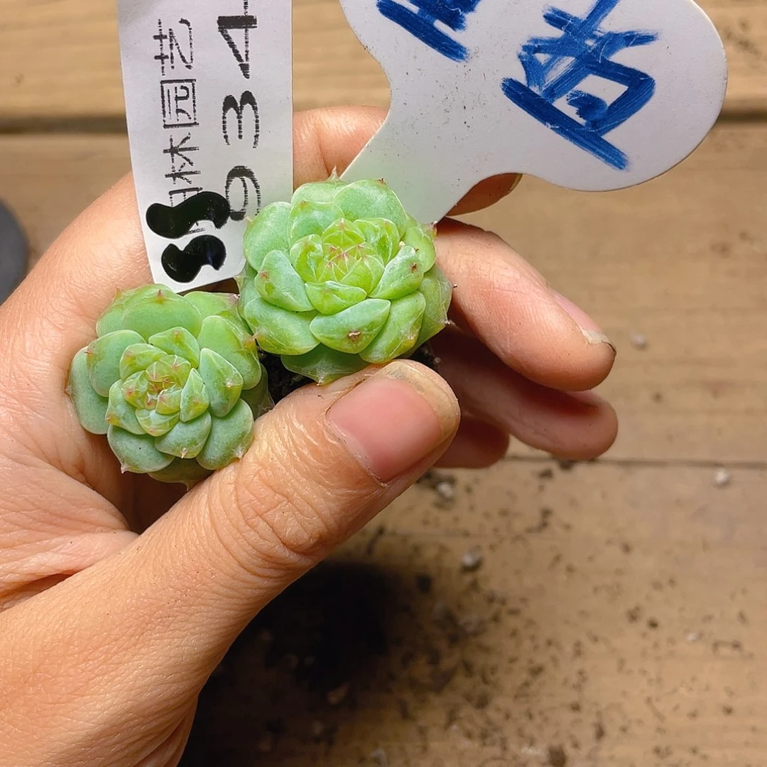 量拍多肉植物多肉植物934