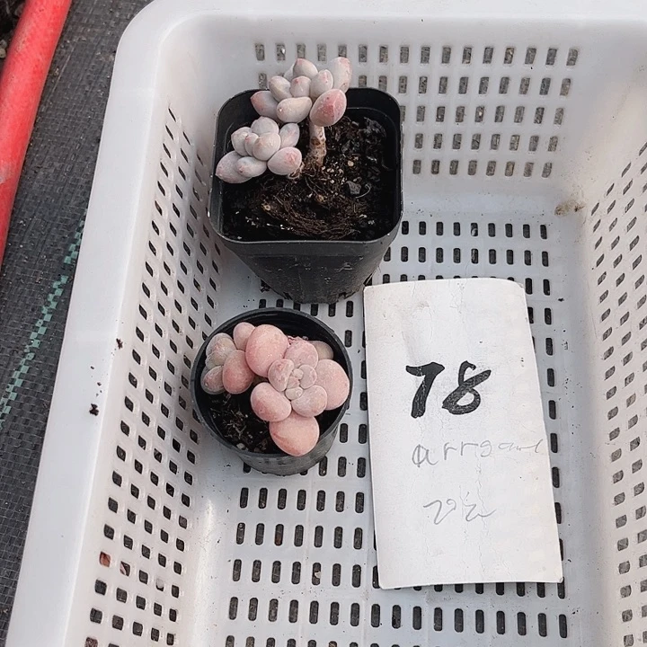 哎**?78密密麻麻密密麻麻