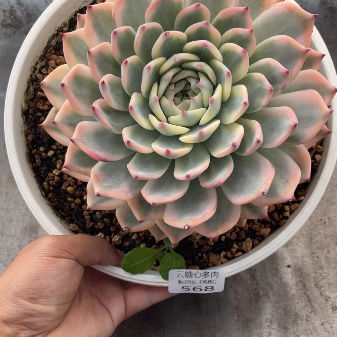 云糖心多肉植物568