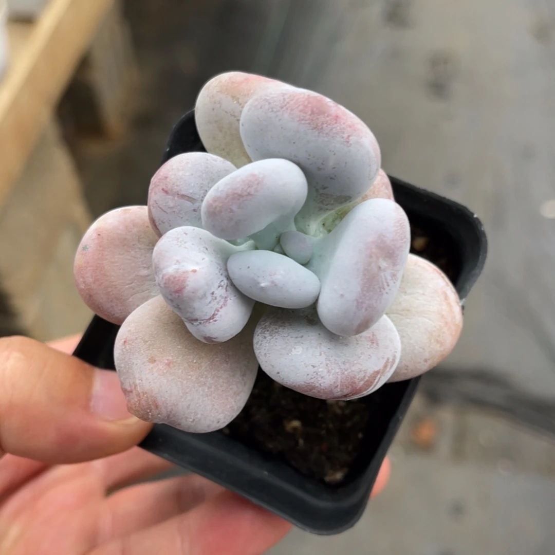 油煎丸子一物一拍