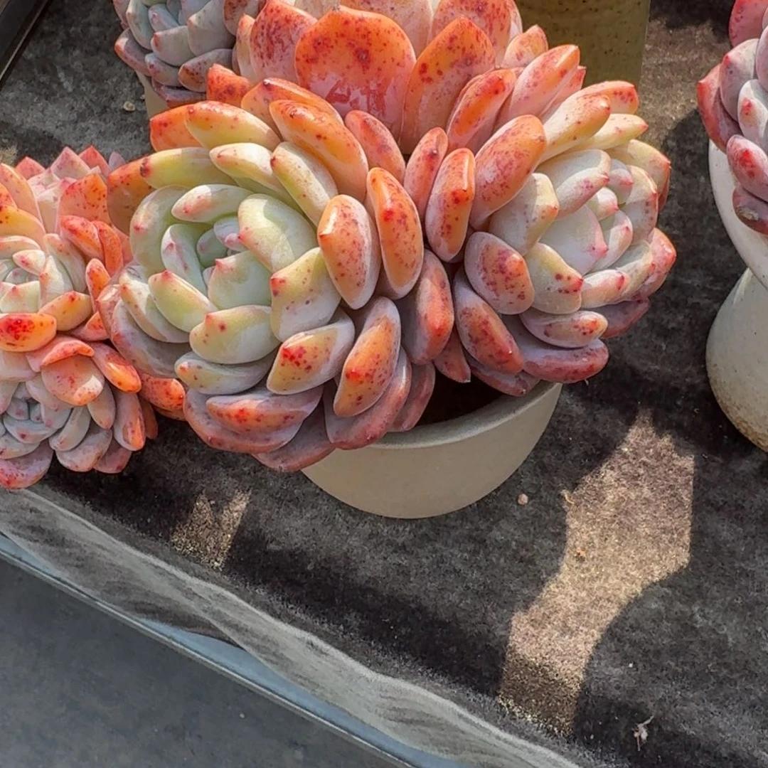 曙***&三头橙子，专拍链接