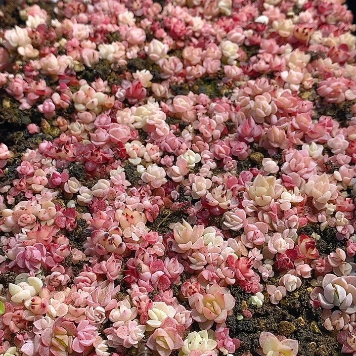 17 多肉植物盆栽花卉植物