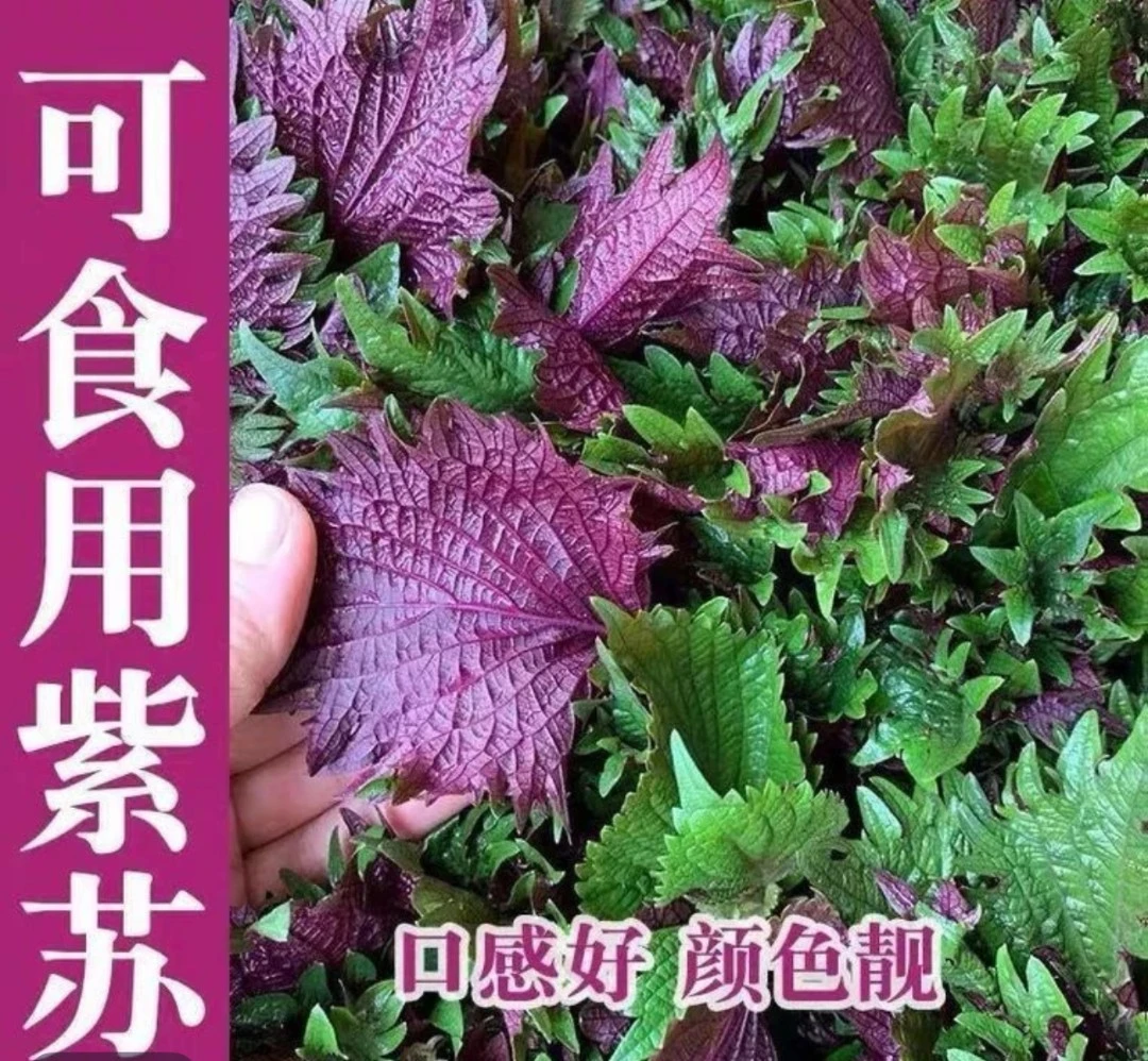 籽种紫苏叶种籽盆栽可食用种植四季籽种蔬菜孑高产播种