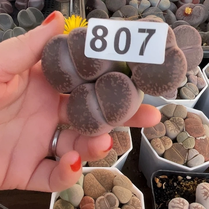 生石花一颗80711