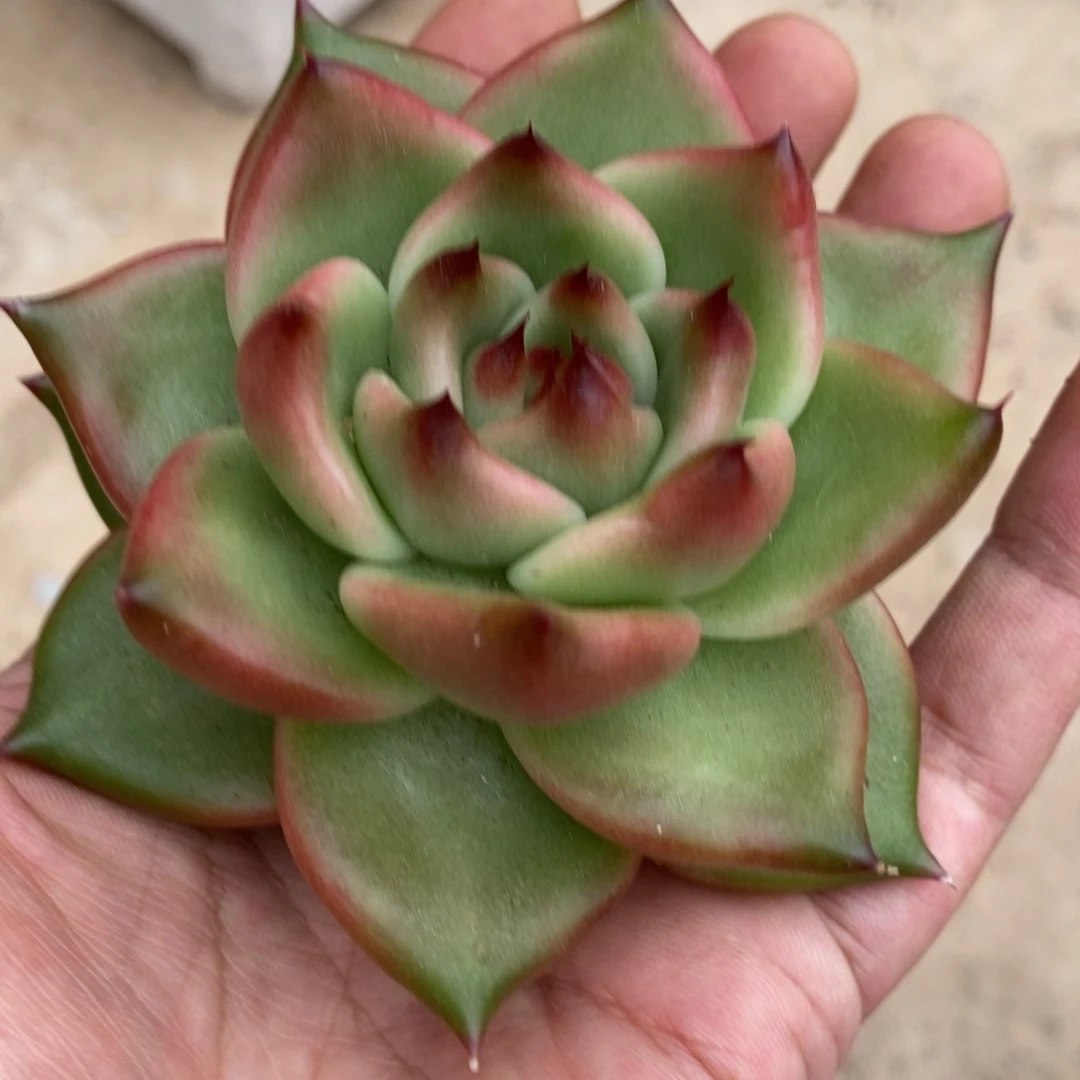 无花朵东云系多肉植物