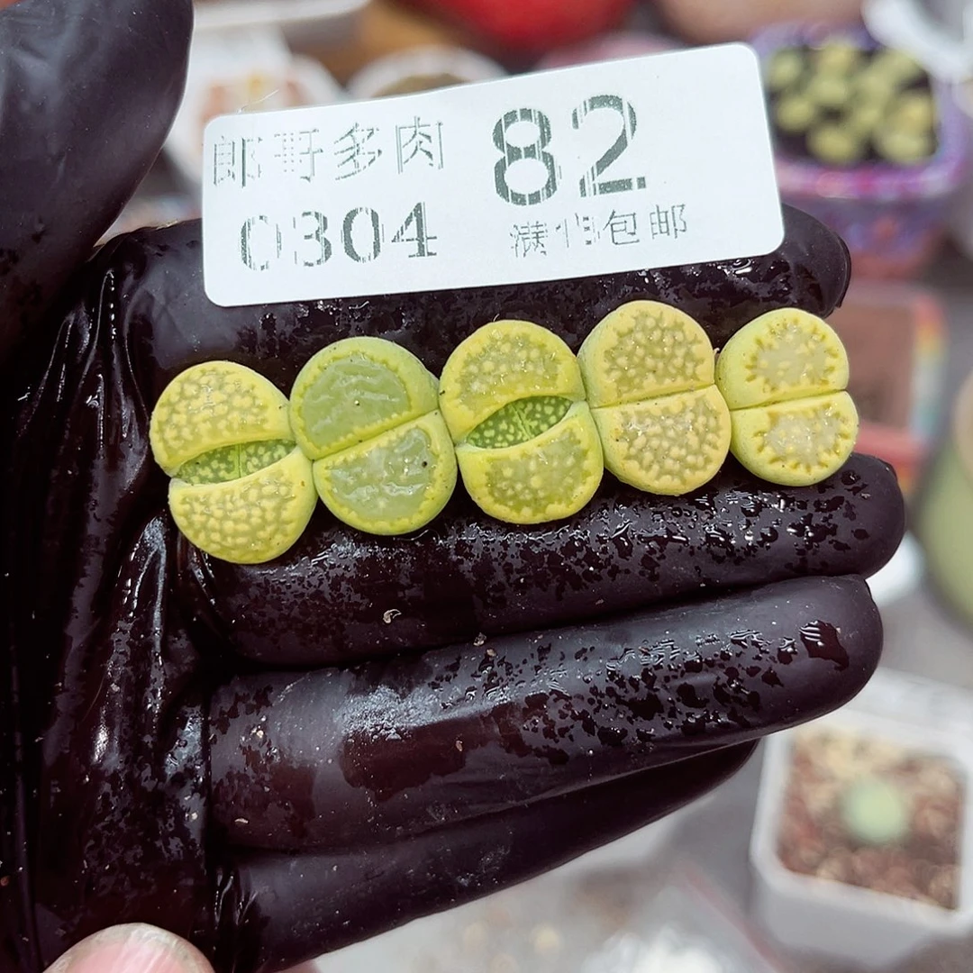 郎哥多少生石花4-82