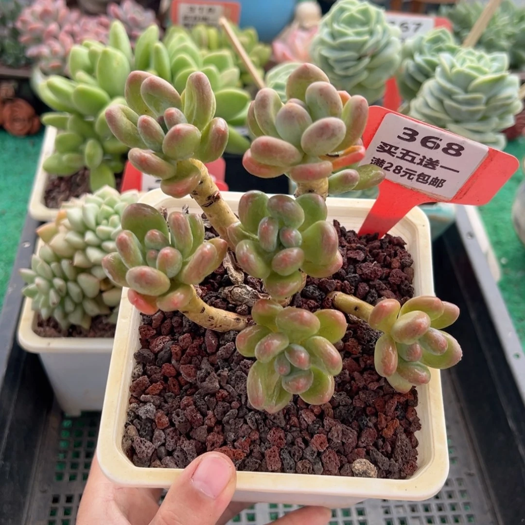 表妹精品多肉植物368.