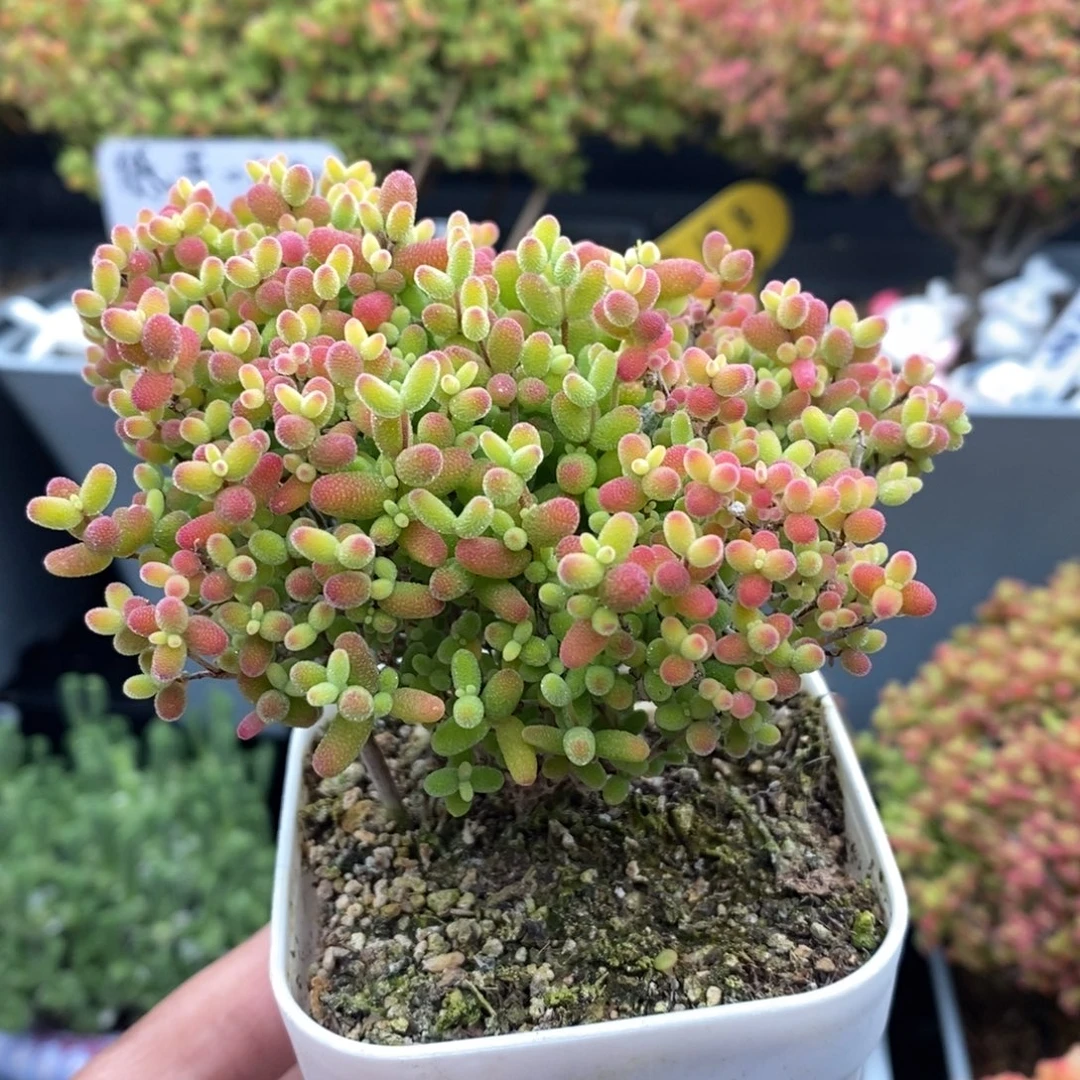 无花朵40号蜜橘糖球8cm左右