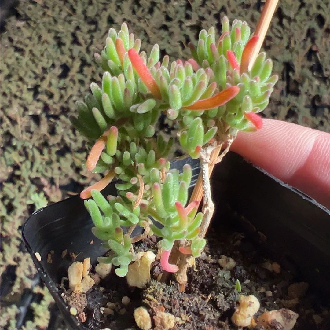 紫晶老桩55杯精品