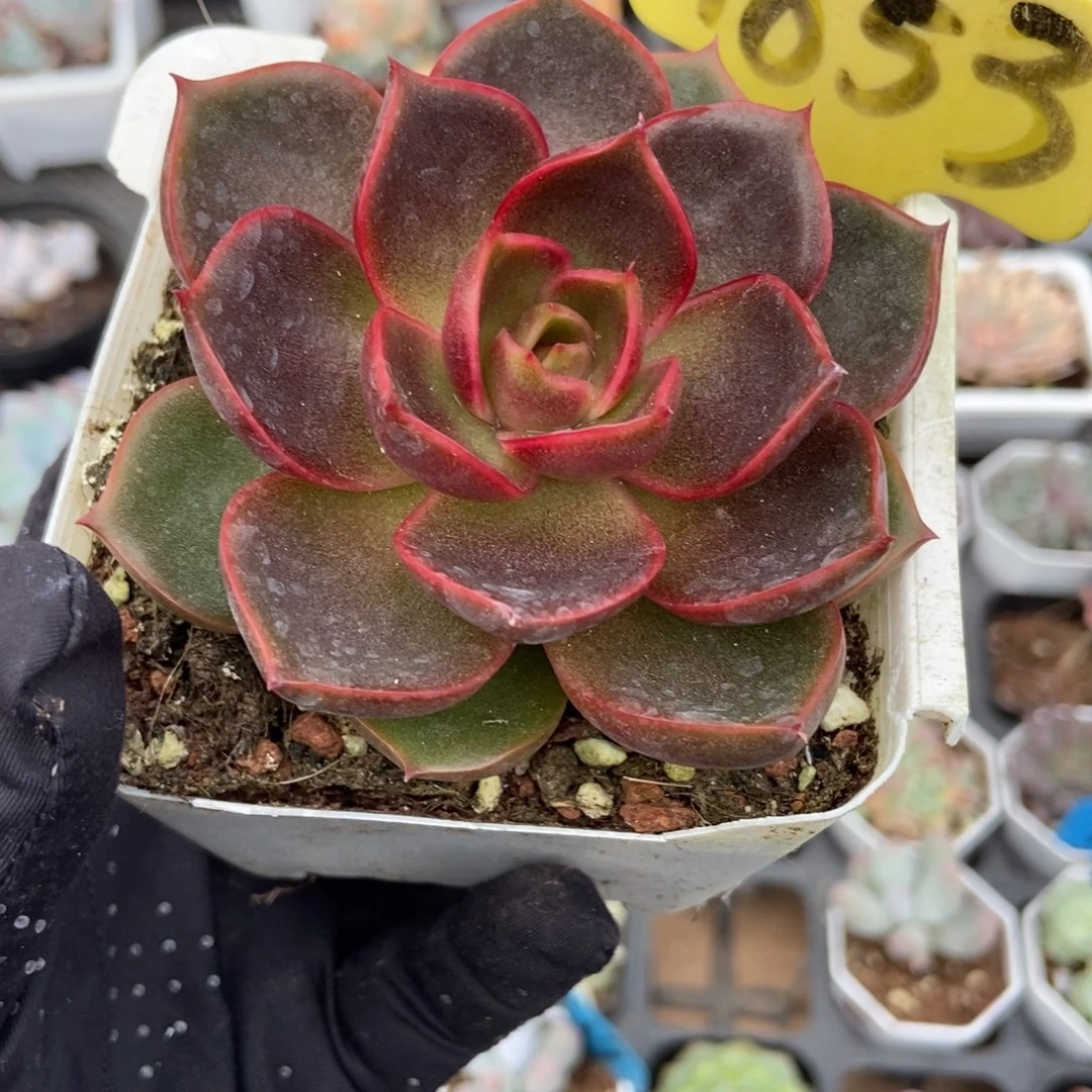 1853红灯多肉植物