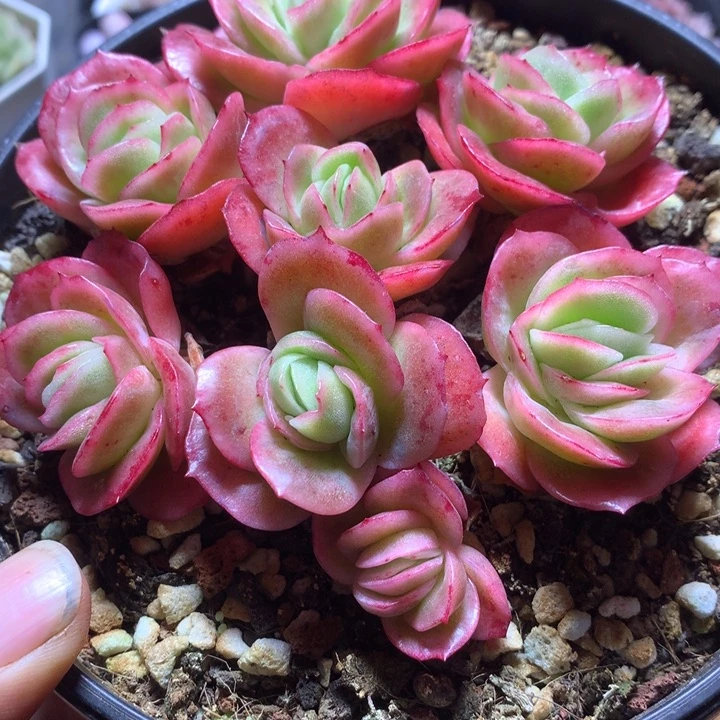 冰玫瑰锦群一物一拍