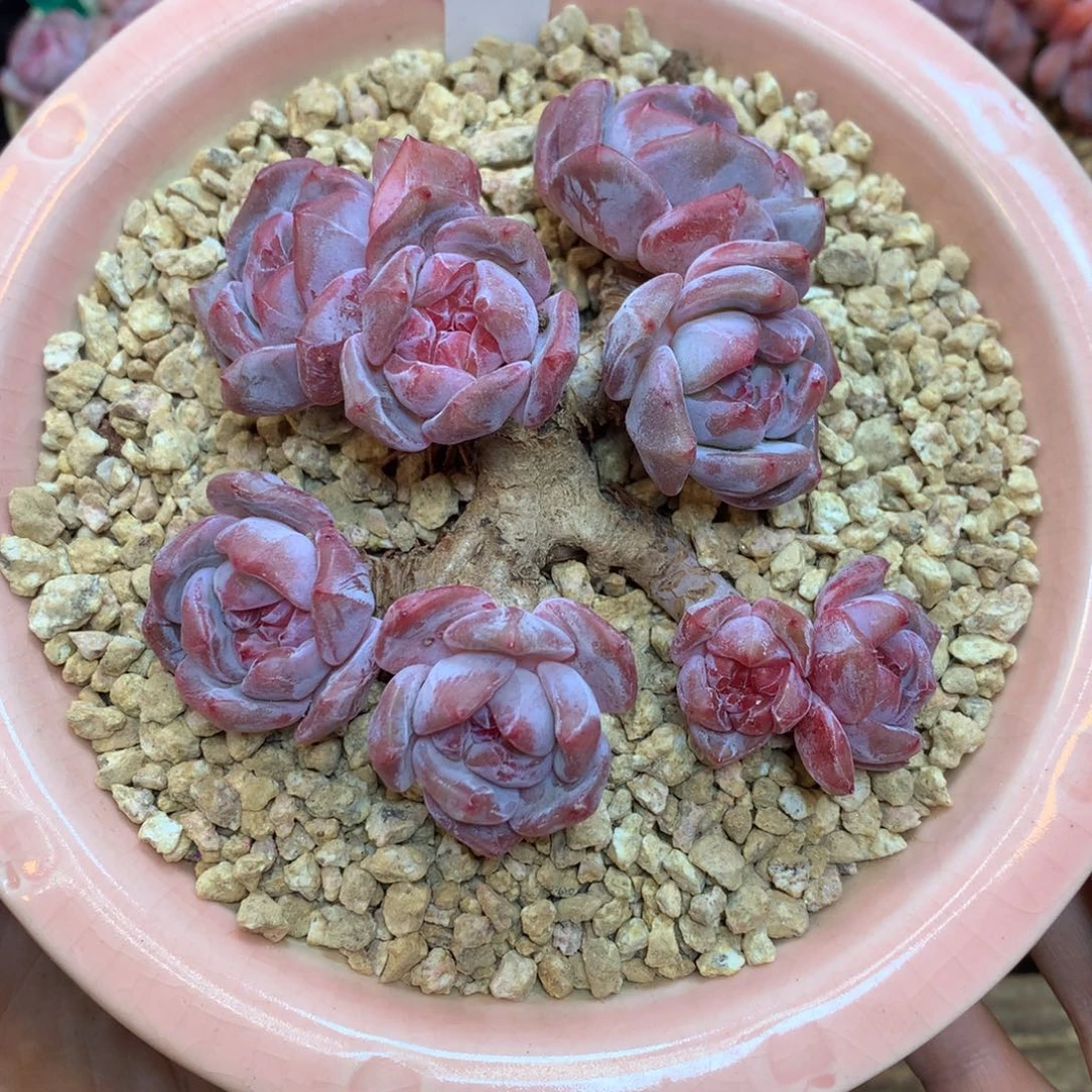 A62 星影老桩8头 10cm