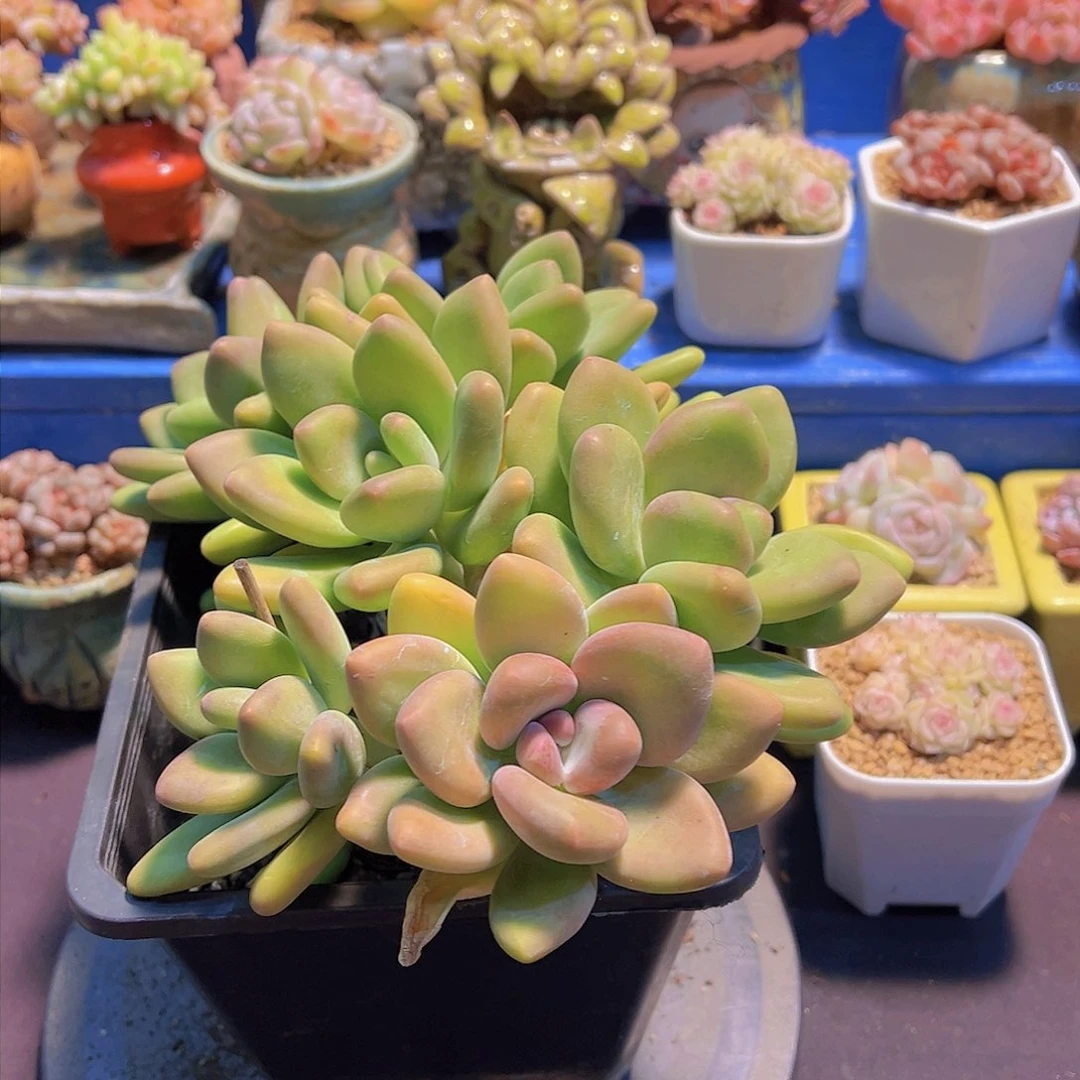 布**寳芒果奶，裸根发货，