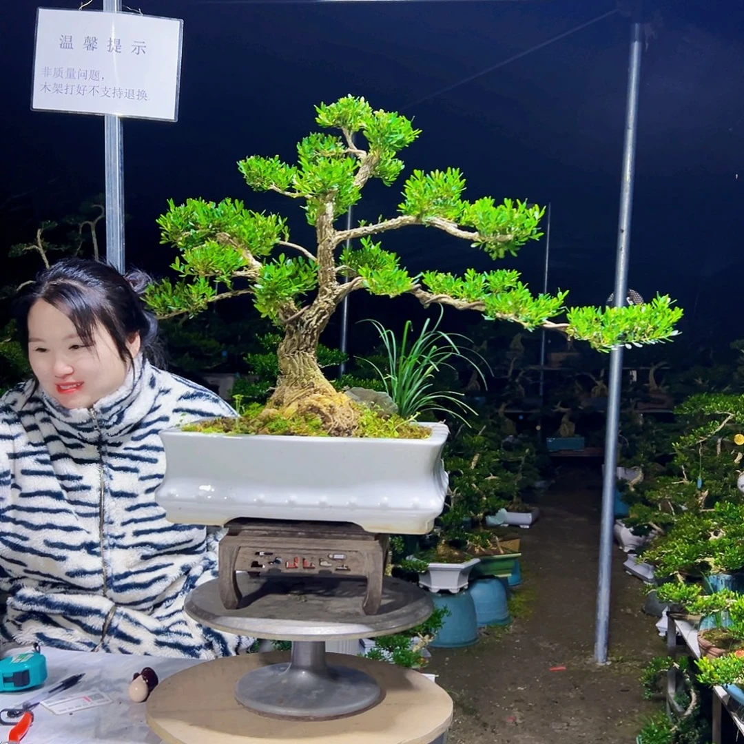 总***励无花朵黄杨木
