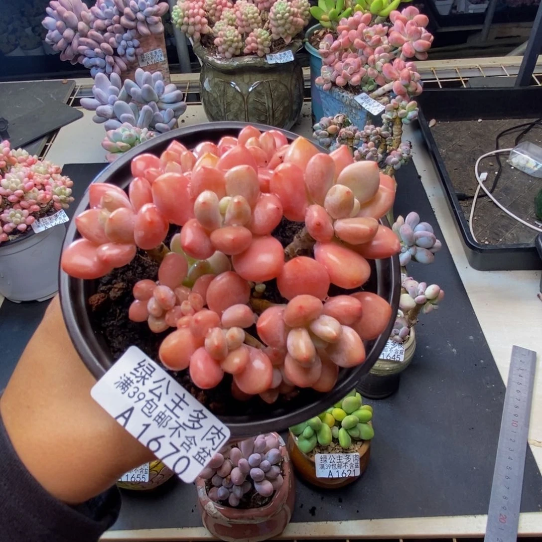 670樱花洛神多肉9c m