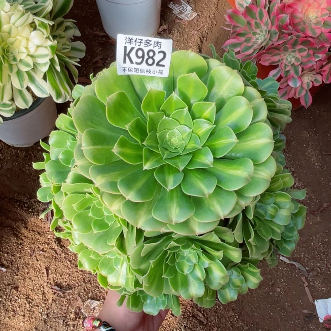 982夜光杯  冠幅20左右