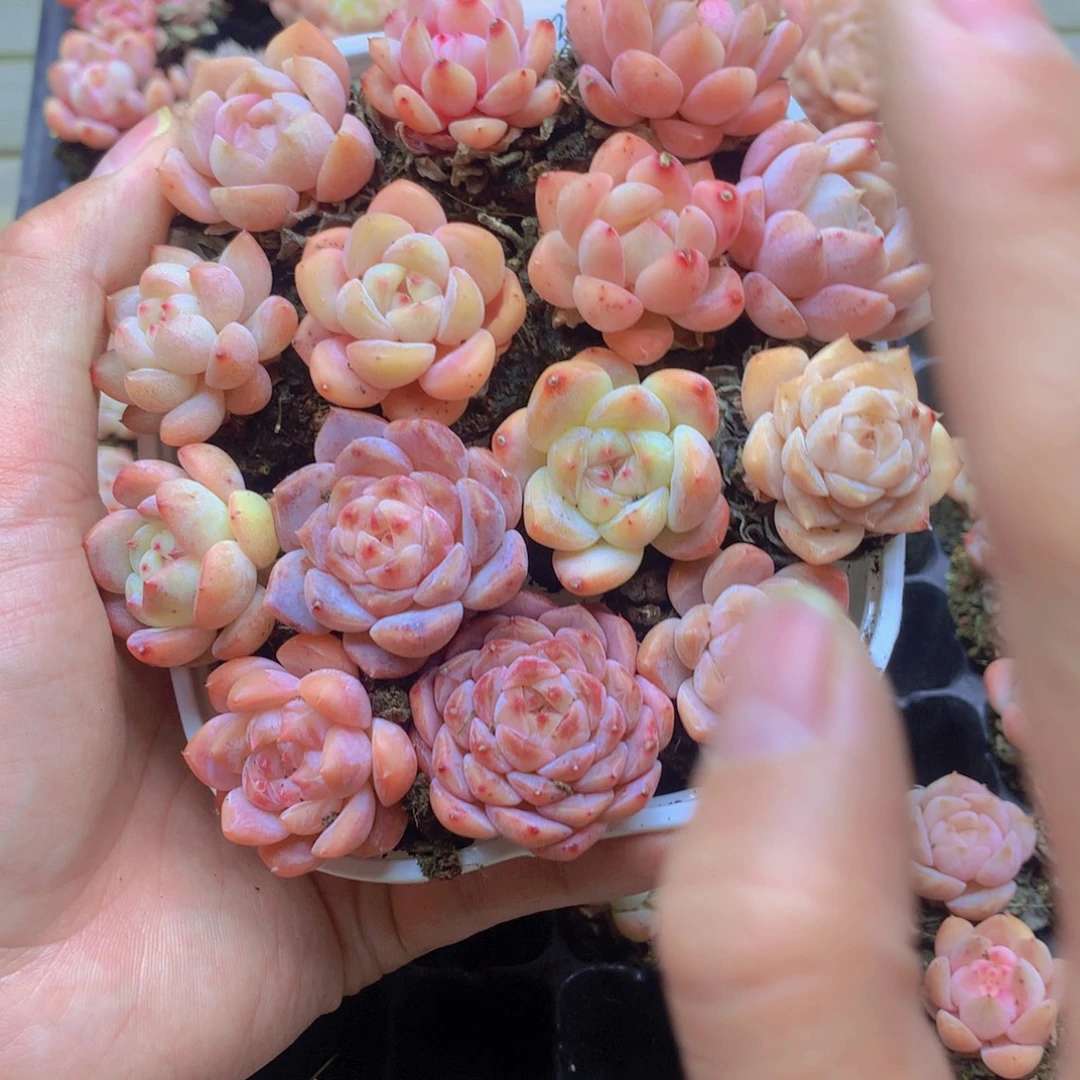 我要去看你了啊060