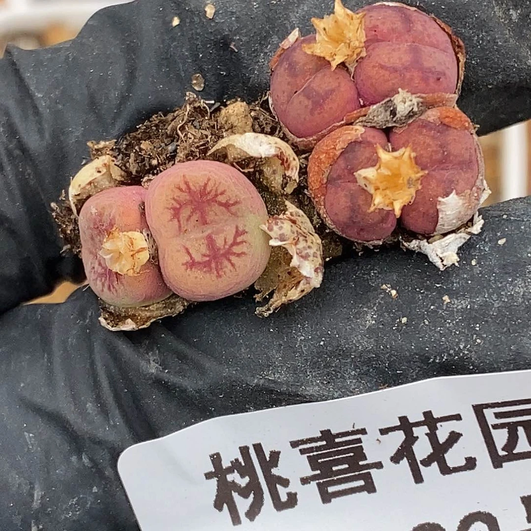 ?***、桃喜花园0619-22杂交2颗