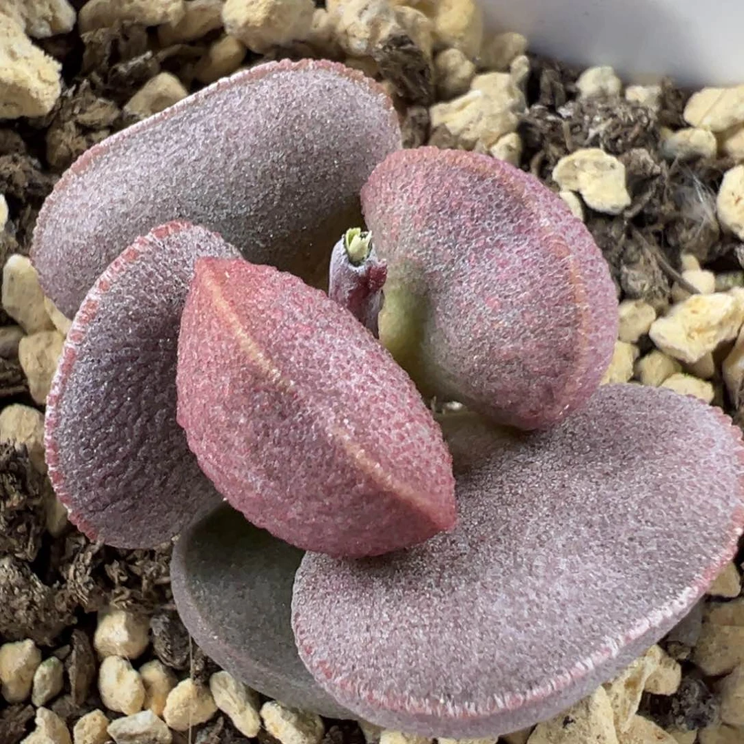 颗粒款实生新品多肉植物水泡