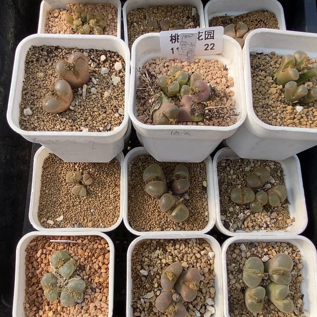 ?**菁19-22-风铃打包18颗。