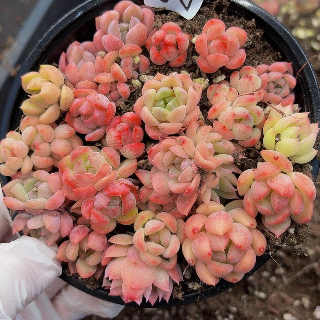 多肉植物多肉植物22