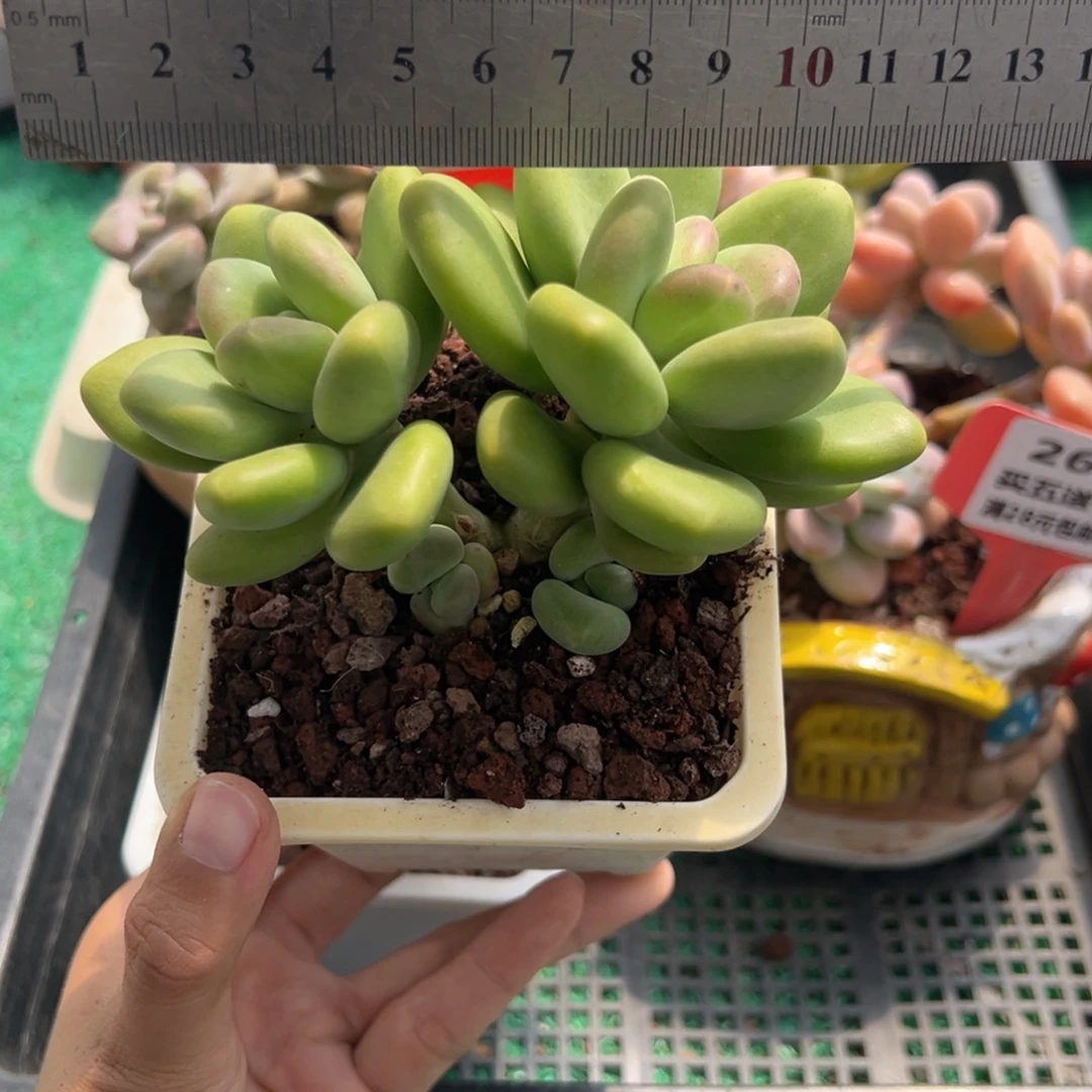 表妹精品多肉植物264.