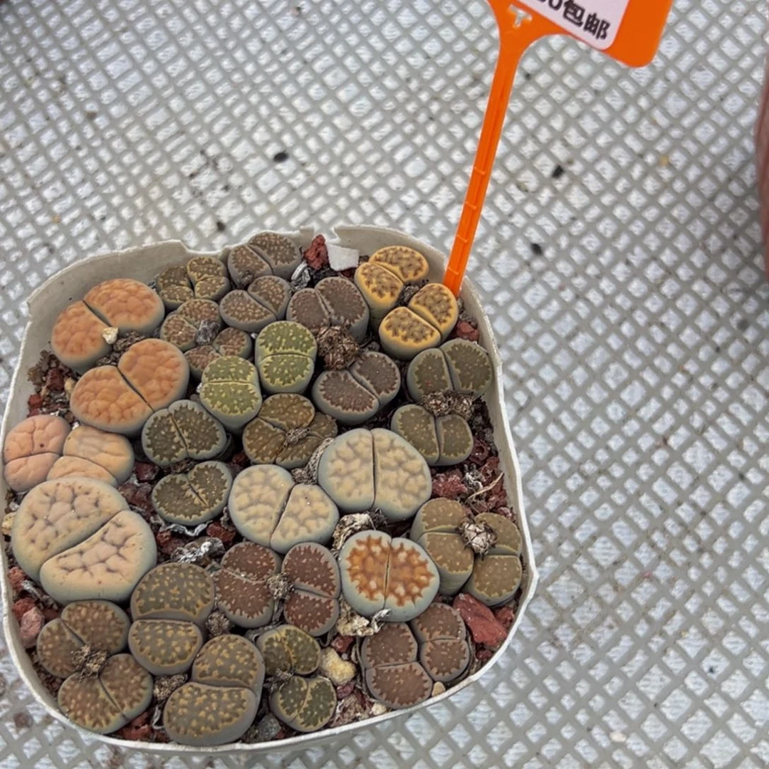 114 一物一拍，默认有伤，介意勿拍，不退不换