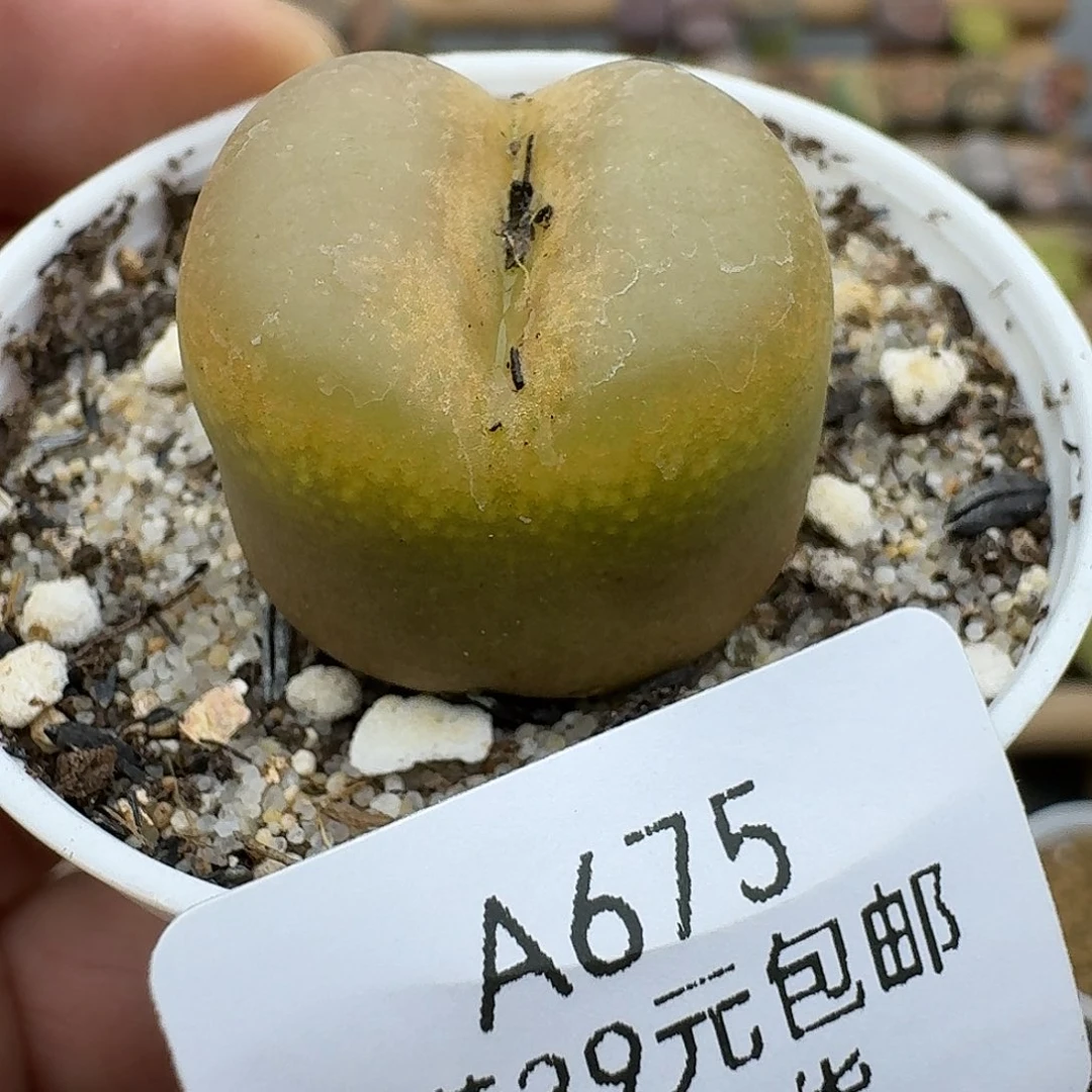 675多肉哈哈哈哈哈哈