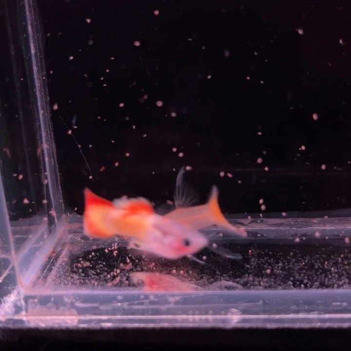 孔雀鱼日落玻璃猫大C1对