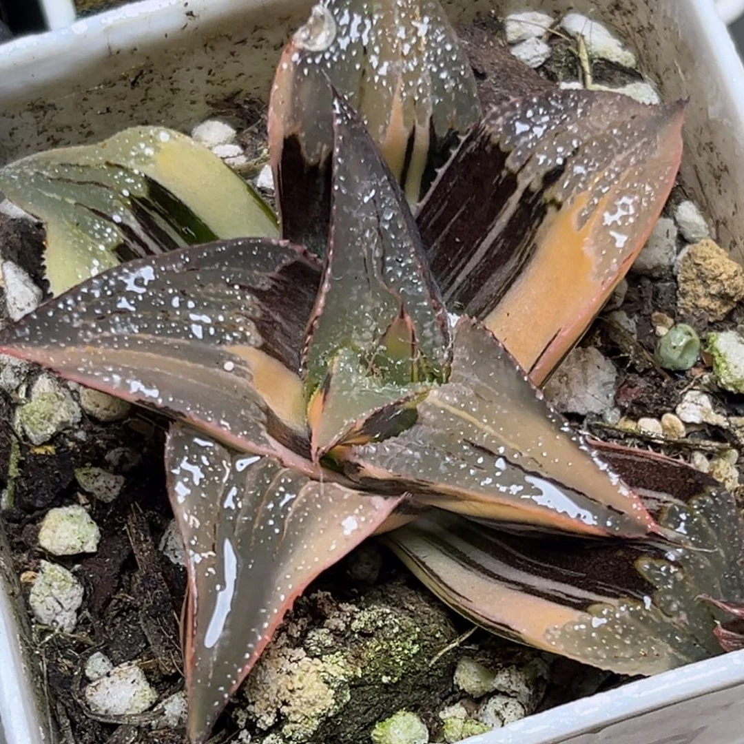 十二卷多肉植物2048茜云