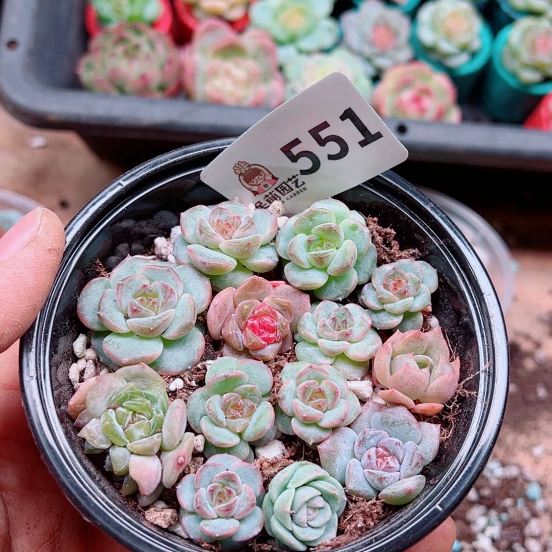 多肉植物多肉植物