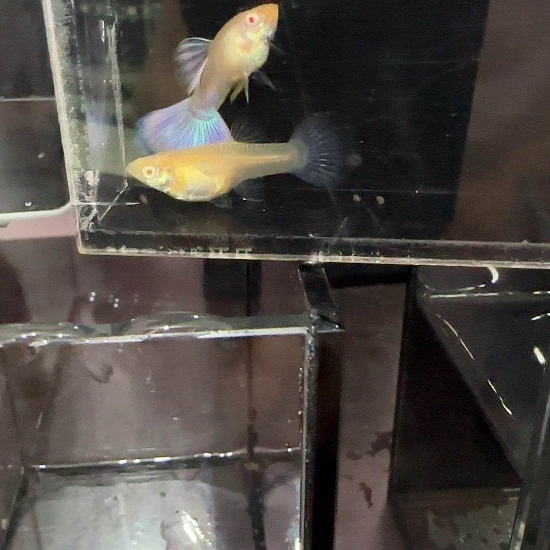 孔雀鱼金粉一对，三个月