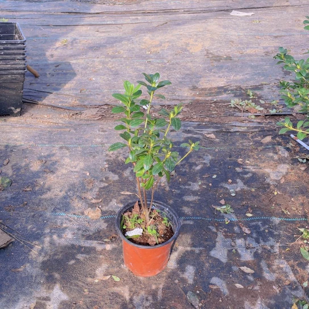 完全开放岁**匆长春三号