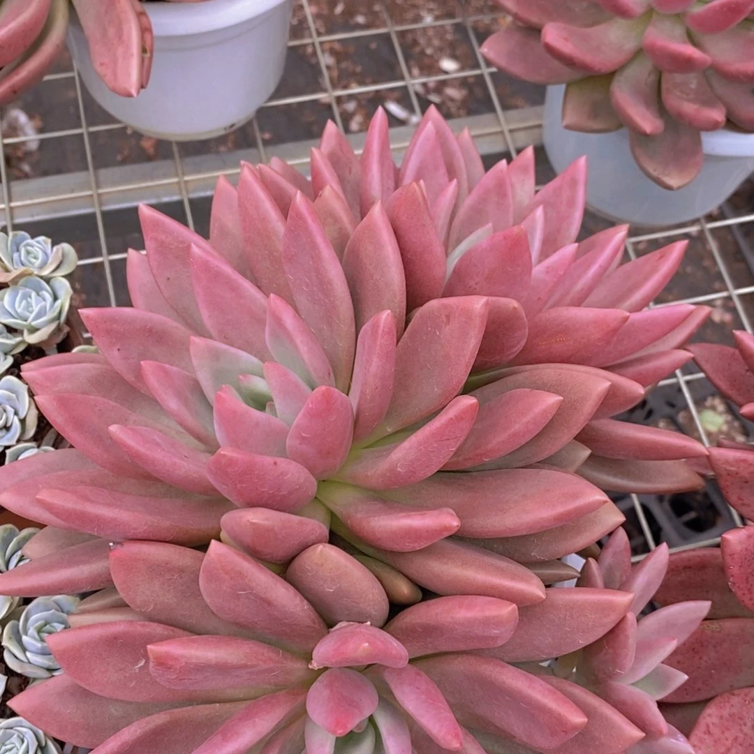 桃花源三大头起发整桩无砍