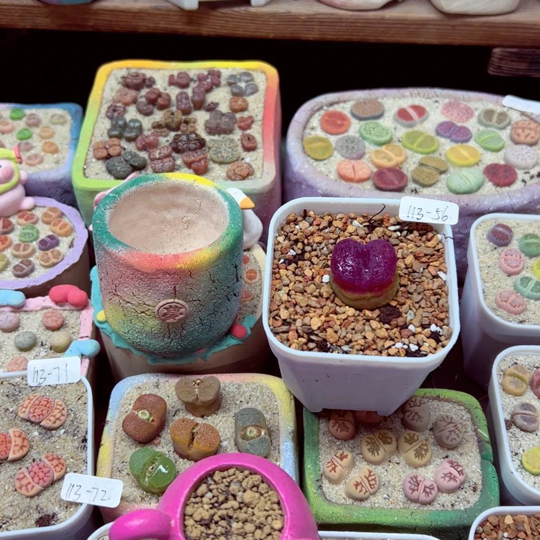 涵***！113 67优秀的肉肉56