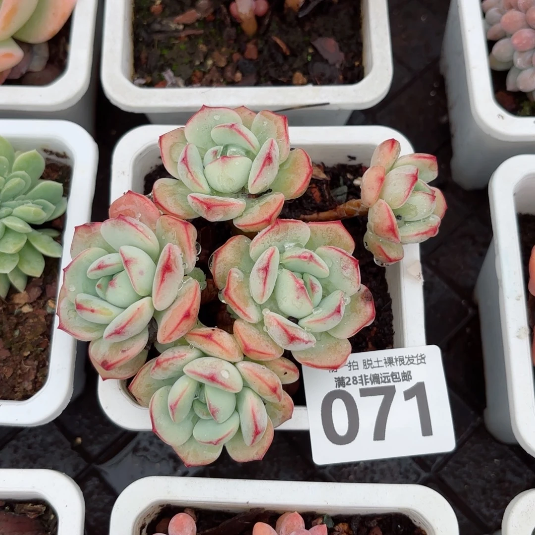香草老桩无盆土发货