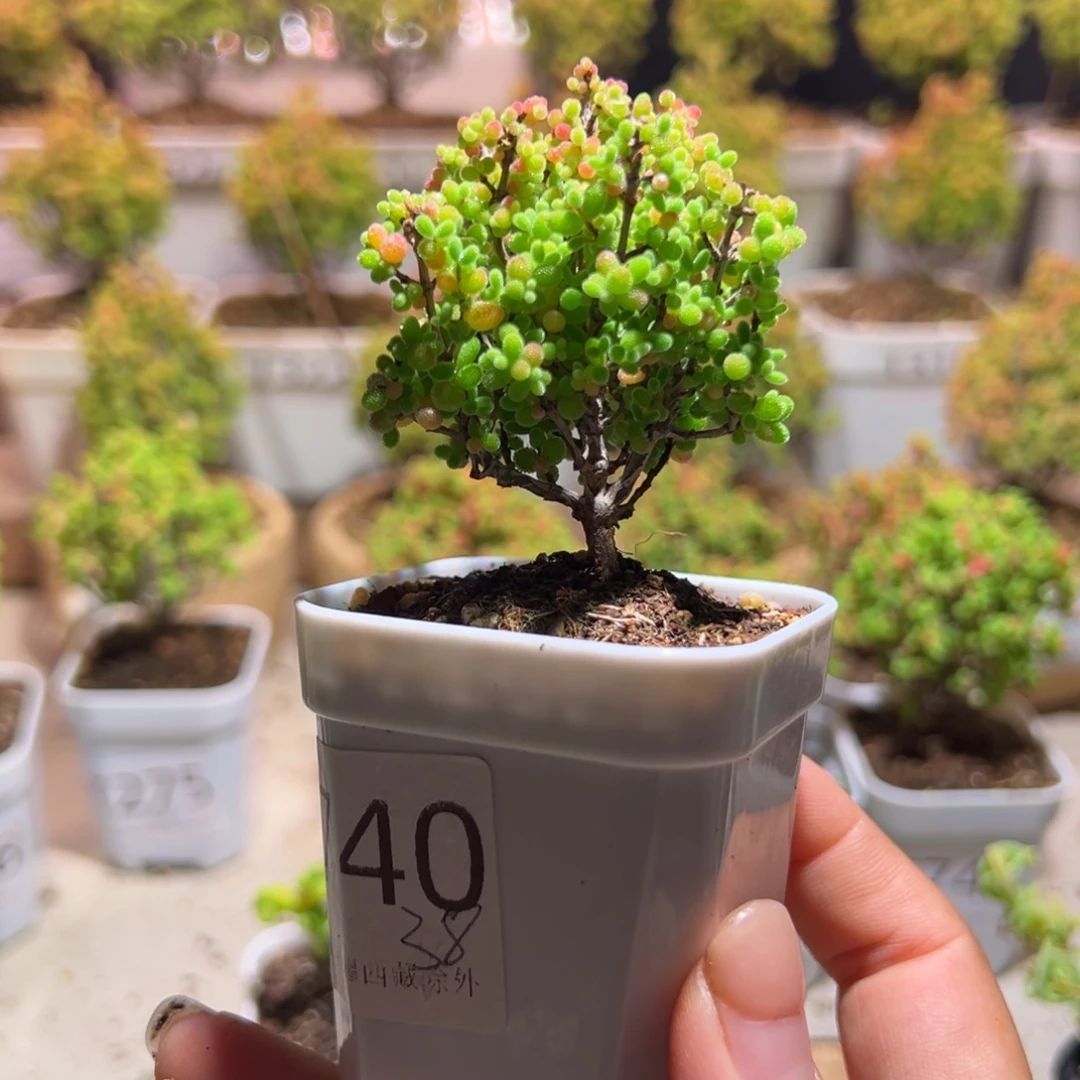 740蜜橘带盆土发货一物一拍