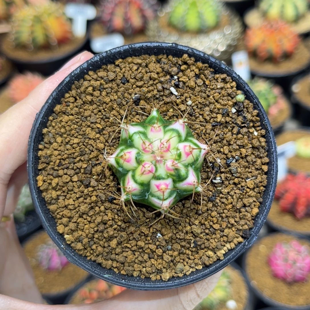 3cm普卡妈妈家小花田