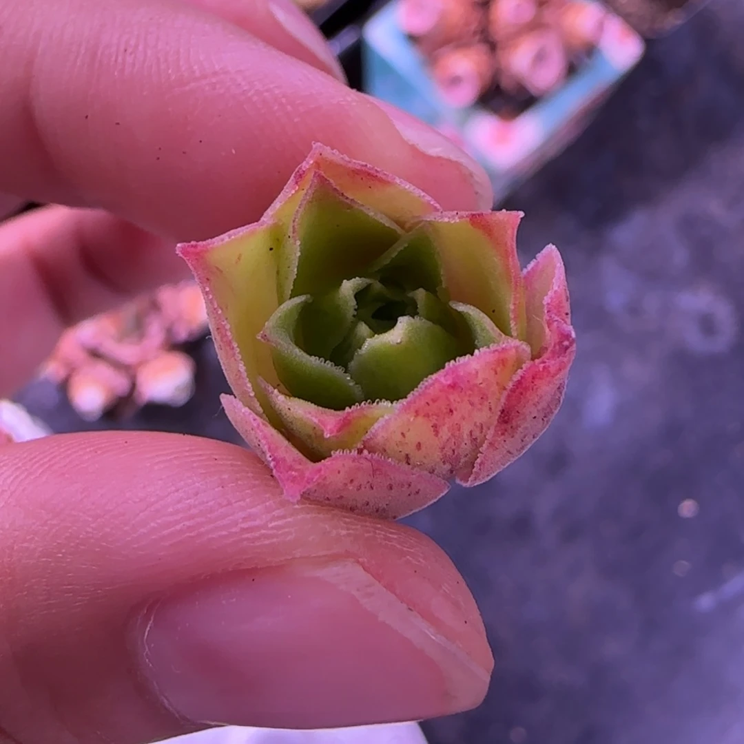特殊基因宛侧芽113