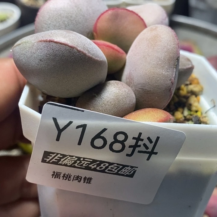 多肉一物一拍168号红蛋