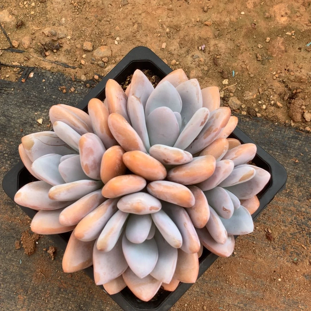 多肉植物 一物一拍