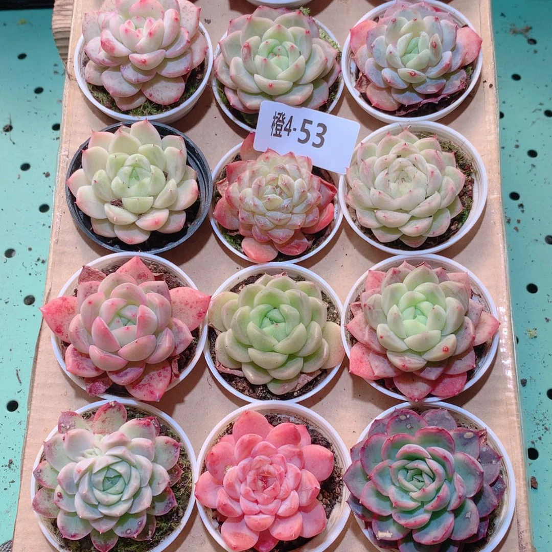 4-53一物一拍多肉带盆18颗