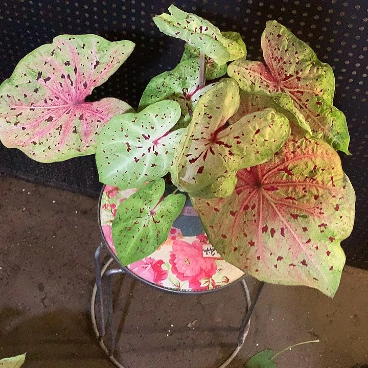 木***禾完全开放马菲特进口打球