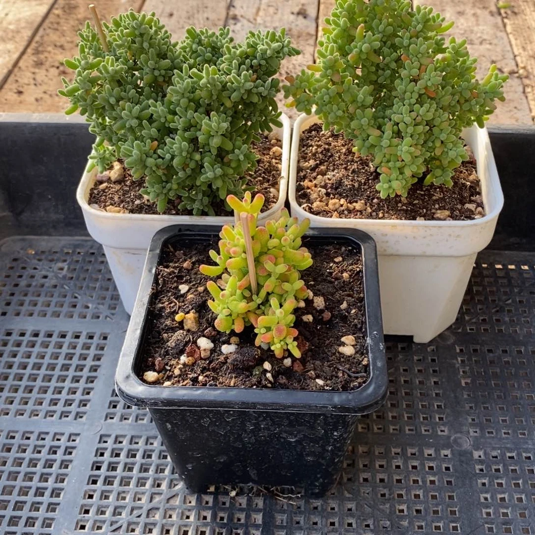 枝干番杏多肉植物008