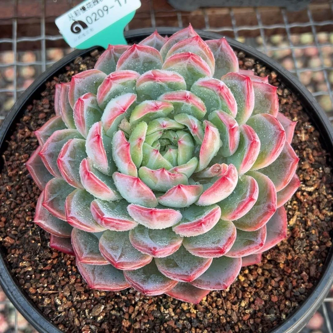 从前慢多肉精选编号0209.171